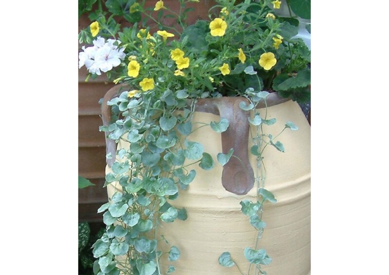 Knossos terracotta pot from The Cretan Pot Shop Rugby Warwickshire