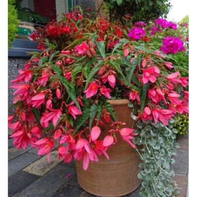 Solina Plain no Handles pot from The Cretan Pot Shop Rugby Warwickshire